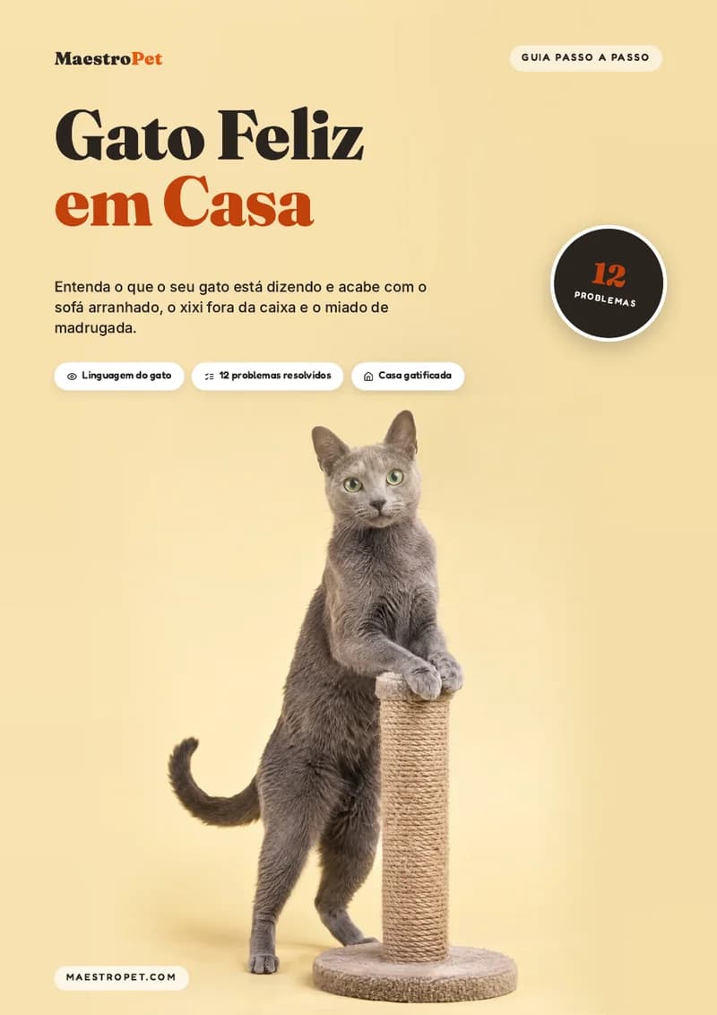 Gato Feliz em Casa