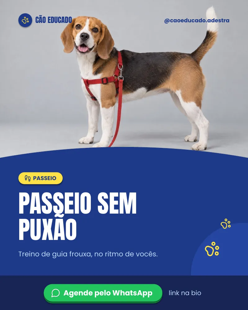 Post “Passeio sem puxão.” do Feed Pronto Adestramento
