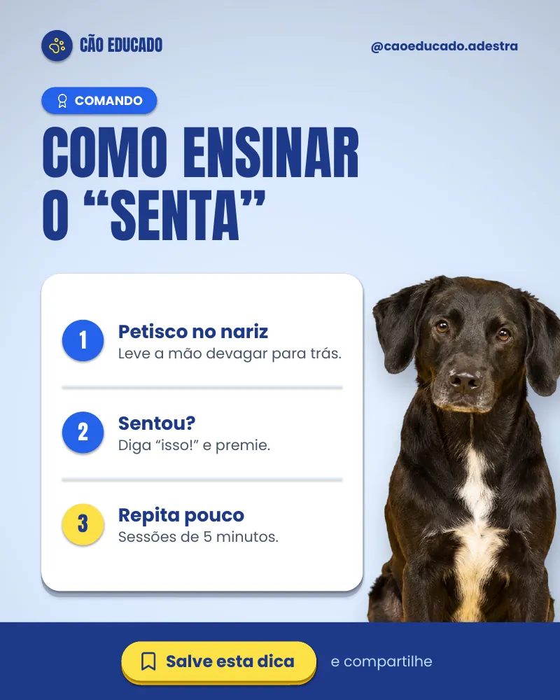 Post “Como ensinar o “senta”.” do Feed Pronto Adestramento